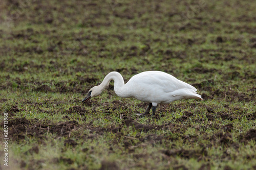 Trumpeter Swan in Grass Field