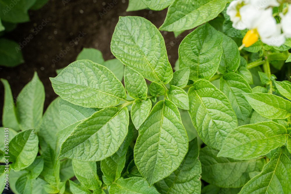 Green leafs close up of potatoes as background Green leafs close up of potatoes as background