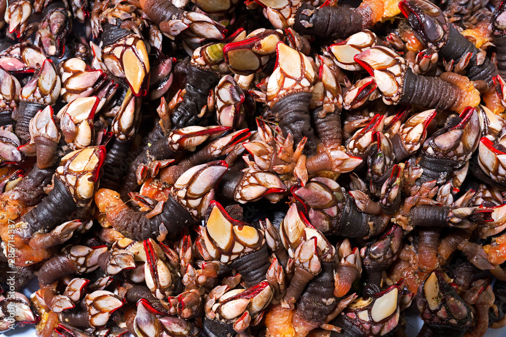 percebes fresh barnacles of Galicia , Spain percebes fresh barnacles of Galicia , Spain