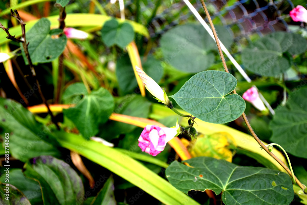 beautiful garden flowers of different colors beautiful garden flowers of different colors