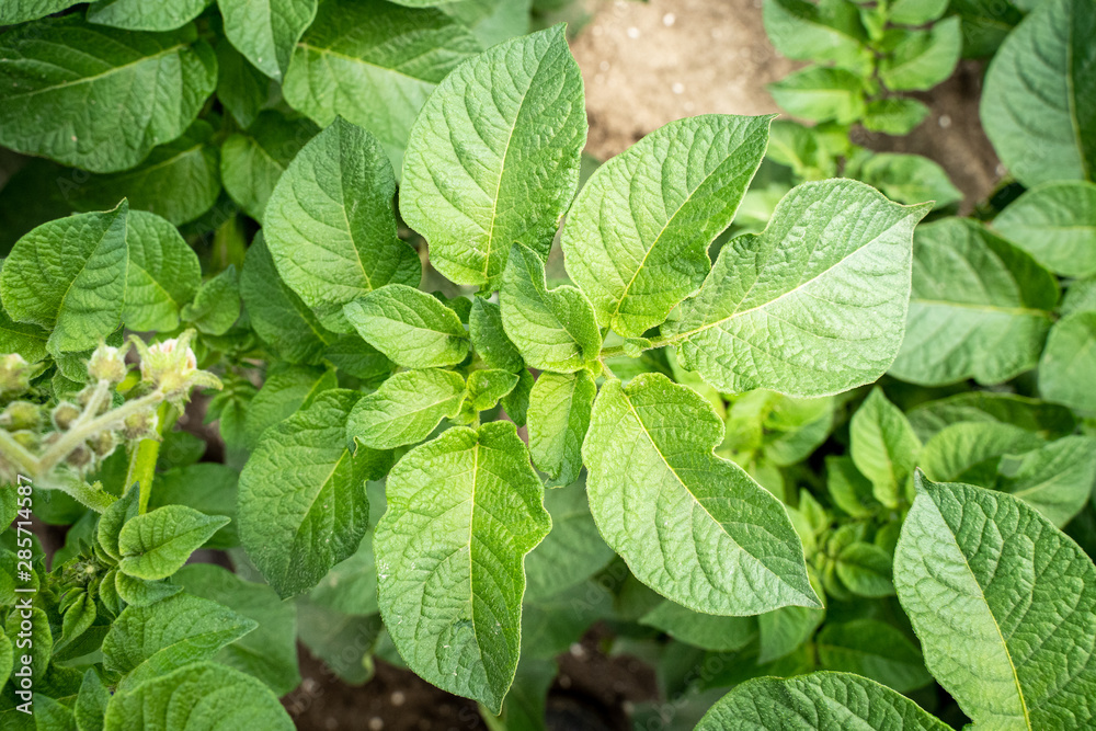 Green leafs close up of potatoes as background Green leafs close up of potatoes as background