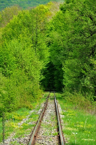 railway in a tunnel of green trees