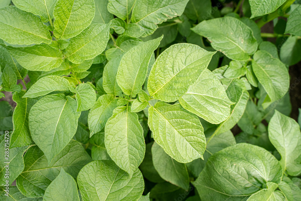 Green leafs close up of potatoes as background Green leafs close up of potatoes as background