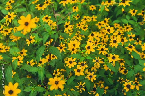 Close-up of a variety of yellow flowers