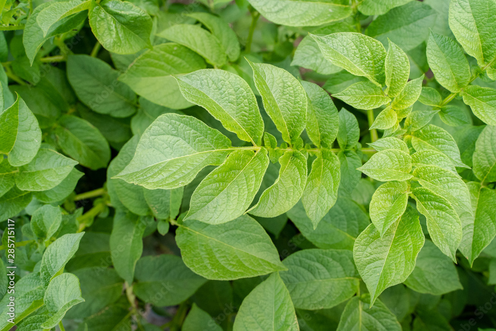Green leafs close up of potatoes as background Green leafs close up of potatoes as background