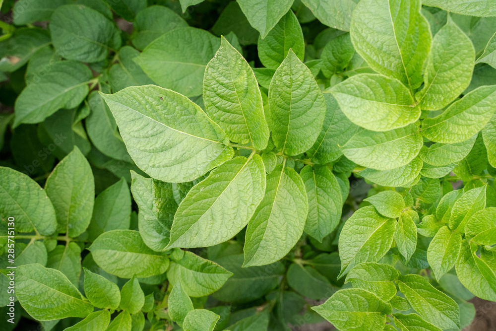 Green leafs close up of potatoes as background