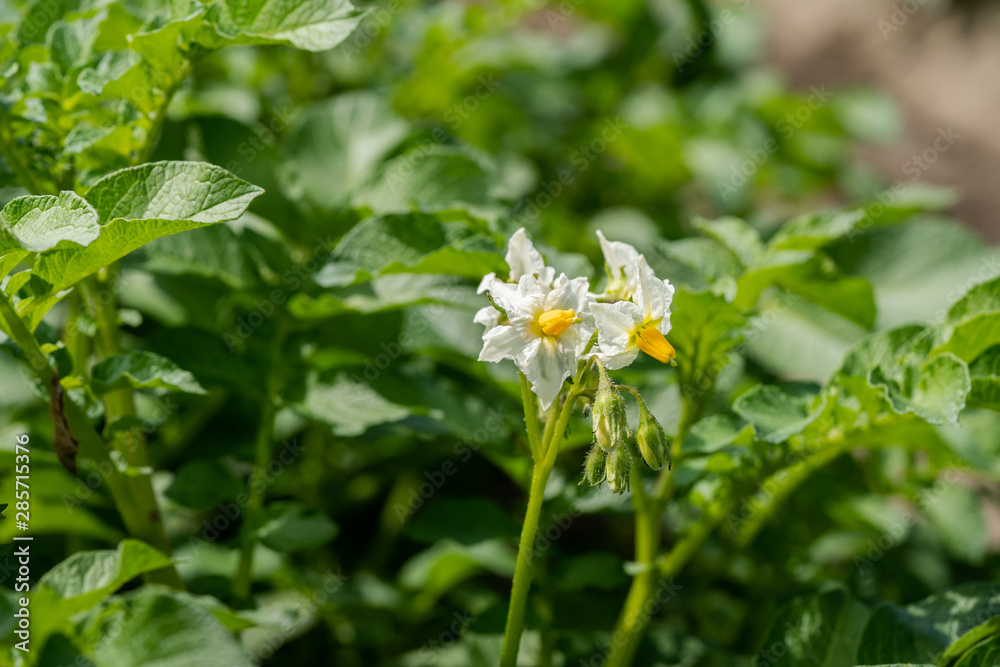 Potato flowers and green leaves. Potato field in the Netherlands. Summer. Potato flowers and green leaves. Potato field in the Netherlands. Summer.