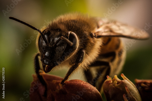 Honey Bee Macro in a red flower, super macro