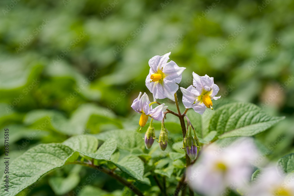 Potato flowers and green leaves. Potato field in the Netherlands. Summer. Potato flowers and green leaves. Potato field in the Netherlands. Summer.