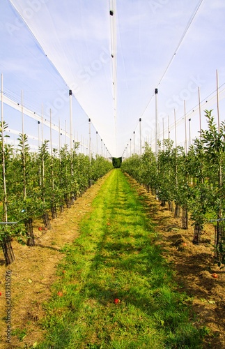 View on open greenhouse for growth of young apple trees on fruit plantation against blue sky in summer - Viersen (Kempen), Germany photo