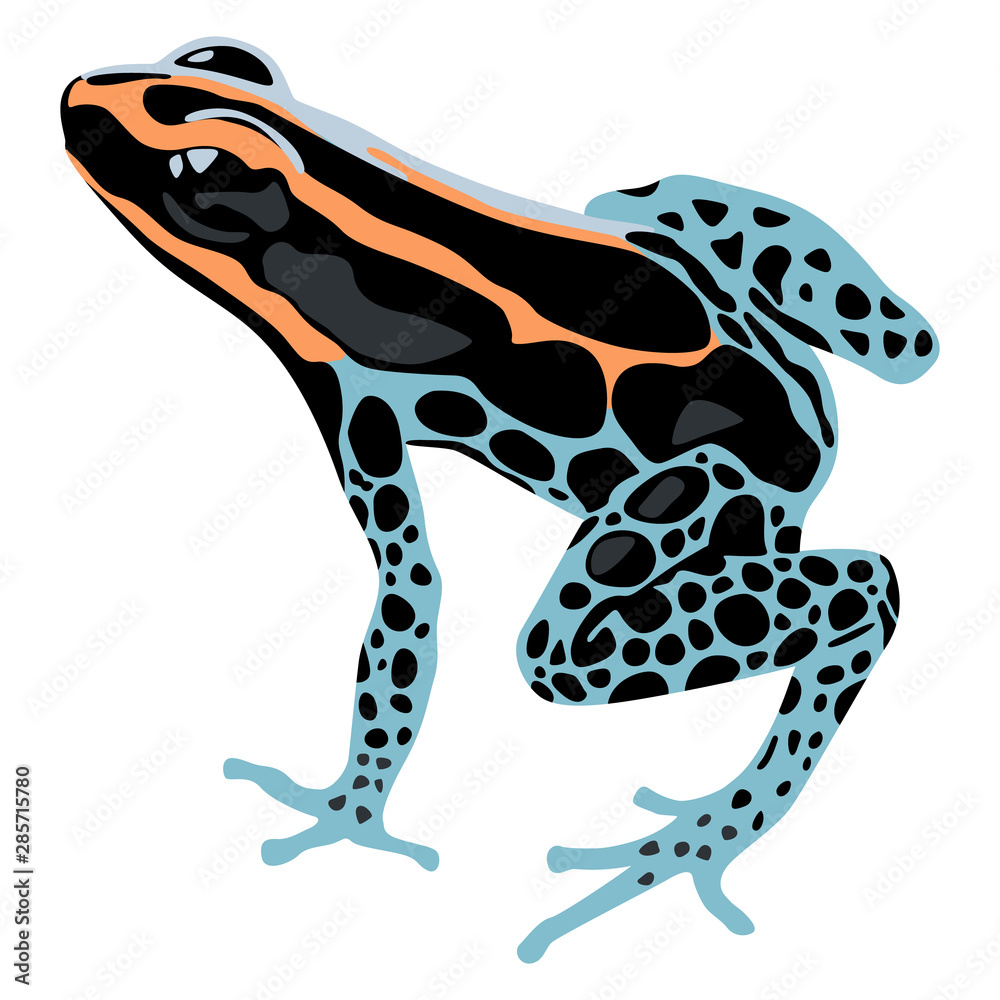 Isolated Vector Illustration Of A Tropical Poison Dart Frog 