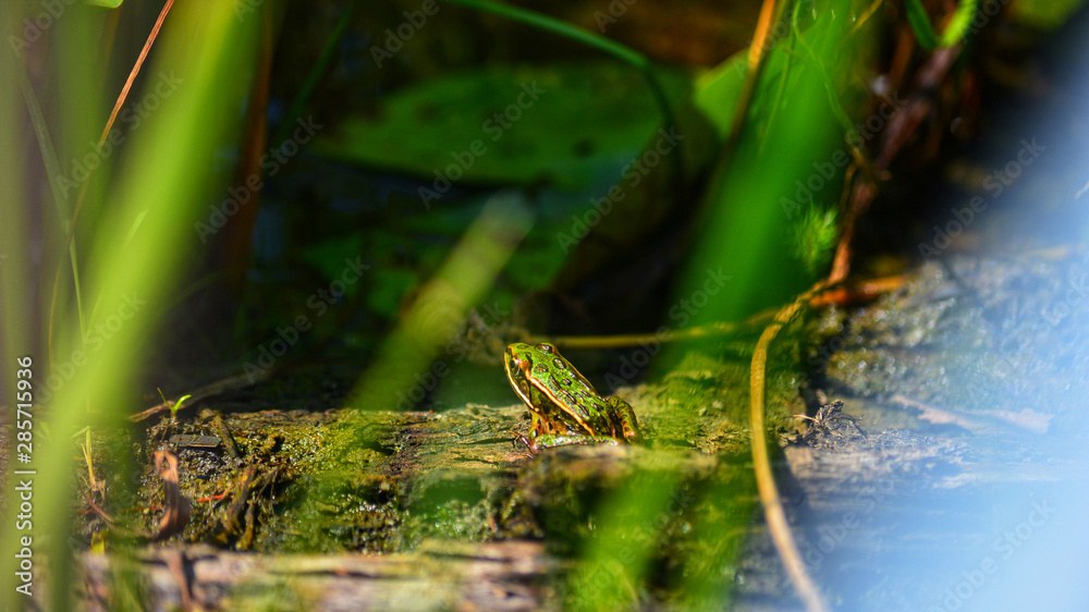 Obraz premium frog in pond