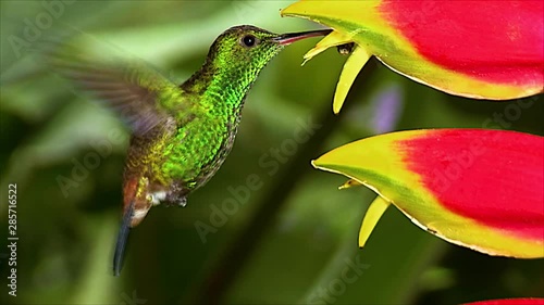 Extreme close up of a copper-rumped hummingbird heliconia feeding in a tropical rianforest.