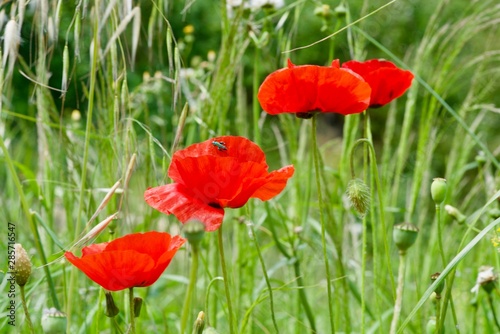 three red poppy seeds blooms