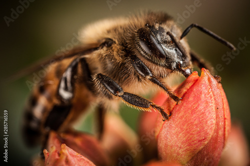 Honey Bee in a red flower, super macro