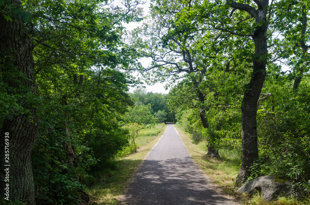 Green footpath through a deciduous forest in summer season Green footpath through a deciduous forest in summer season