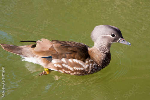 Brautente weiblich photo