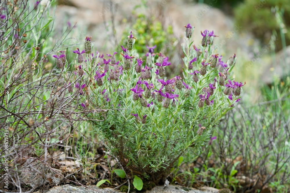 Obraz premium Spanish lavender