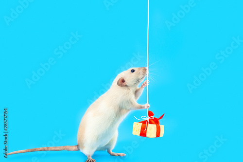 cute decorative rat with cheese gift and red bow on a blue background photo