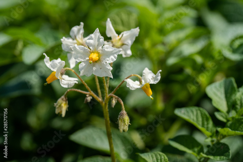 Potato flowers and green leaves. Potato field in the Netherlands. Summer. © fotografiecor