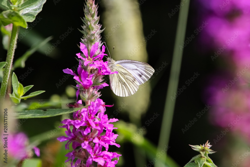 Naklejka premium small white butterfly