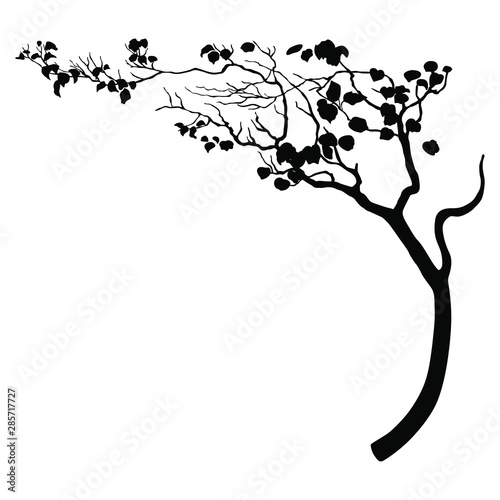 Silhouette of a deciduous tree bent under wind. Tree branch.