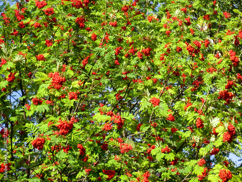 Bunches of berries and leaves on a red rowan tree.