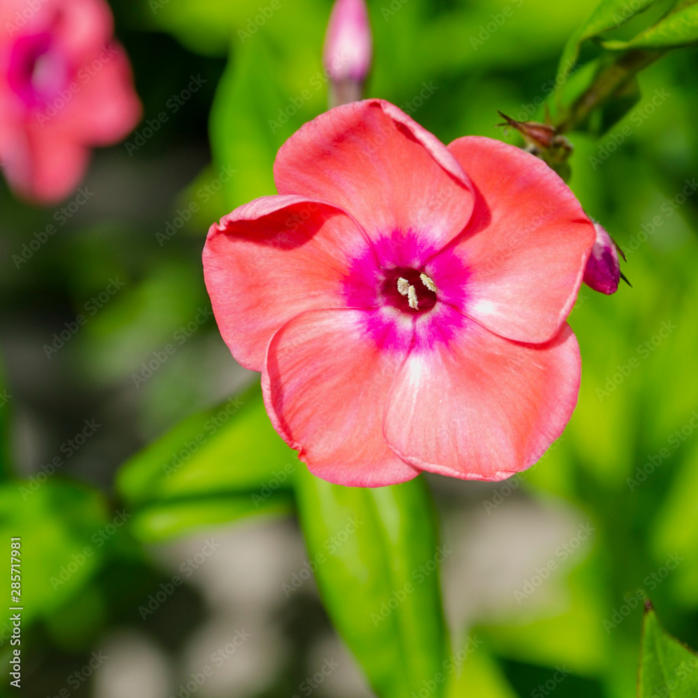 A single flower of pink fiber on the background of greenery. Selective focus. Phlox A single flower of pink fiber on the background of greenery. Selective focus. Phlox