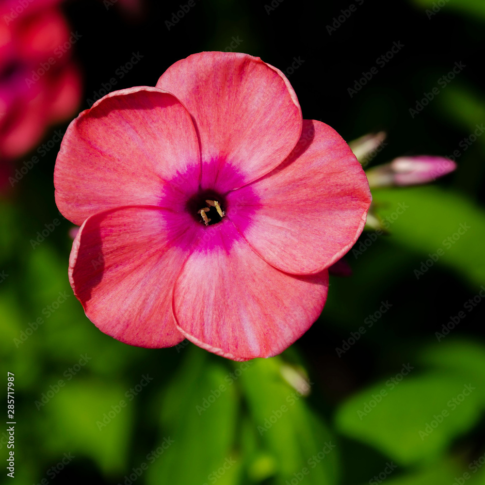 A single flower of pink fiber on the background of greenery. Selective focus. Phlox A single flower of pink fiber on the background of greenery. Selective focus. Phlox