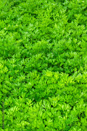 Parsley or garden parsley (Petroselinum crispum), species of flowering plant in the family Apiaceae