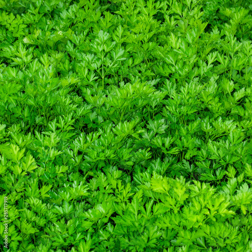 Parsley or garden parsley (Petroselinum crispum), species of flowering plant in the family Apiaceae