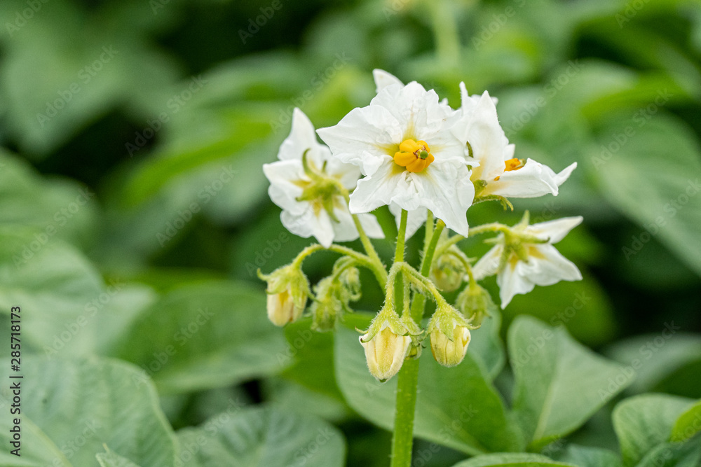 Potato flowers and green leaves. Potato field in the Netherlands. Summer. Potato flowers and green leaves. Potato field in the Netherlands. Summer.