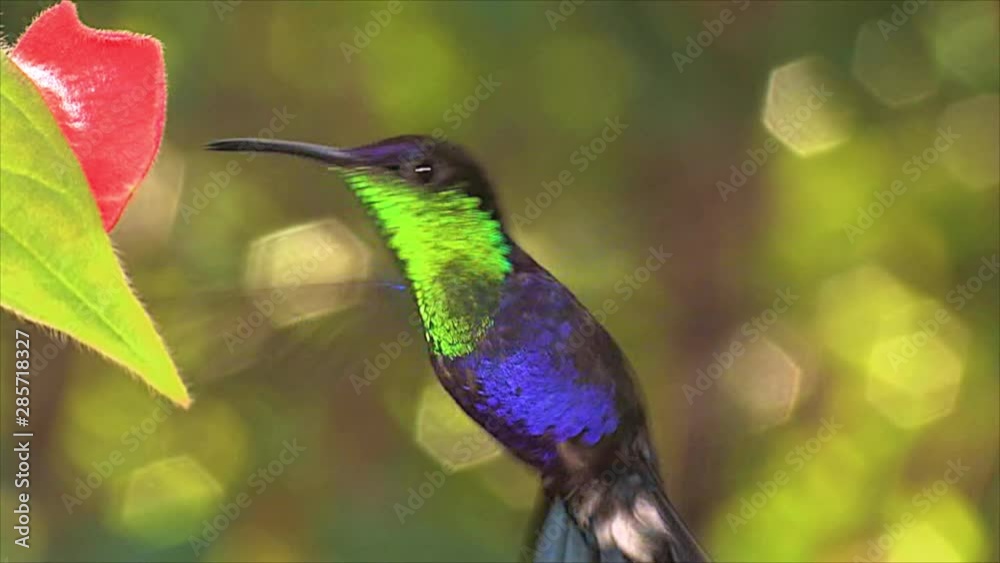 The vivid and beautiful Violet crowned woodnymph hummingbird hovering ...
