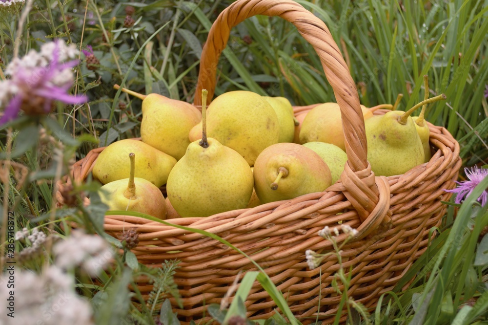 basket with pears 1