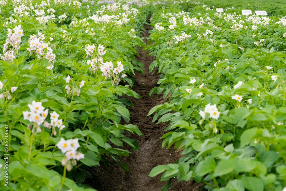 Potato flowers and green leaves. Potato field in the Netherlands. Summer. Potato flowers and green leaves. Potato field in the Netherlands. Summer.