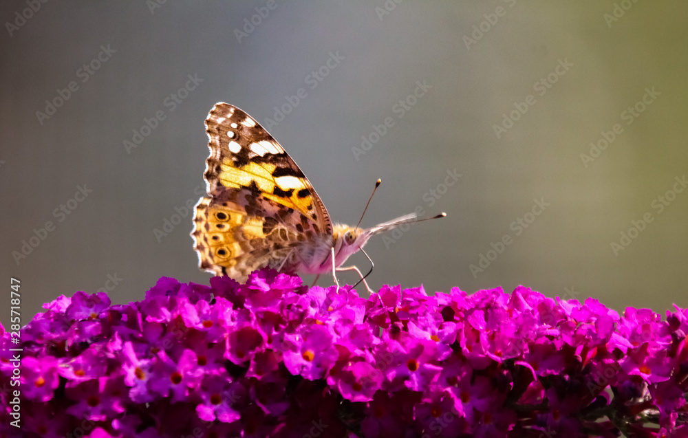 Obraz premium painted lady butterfly