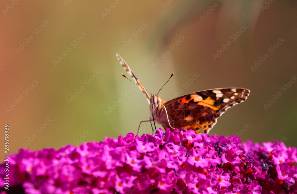 Obraz premium painted lady butterfly