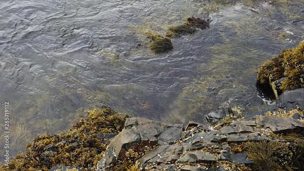 Slow motion overhead shot of ocean and kelp Slow motion overhead shot of ocean and kelp