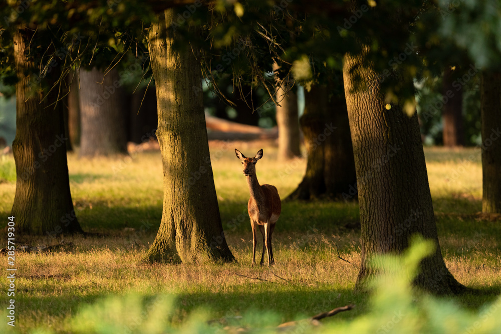 Doe in the richmond park forest
