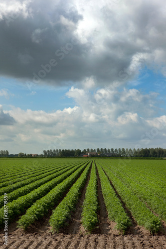 Field of carrots Netherlands. Agriculture. Farming