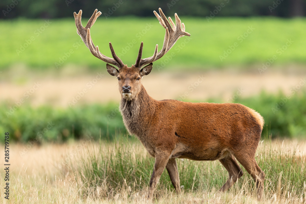 Fototapeta premium Red deer in richmond park