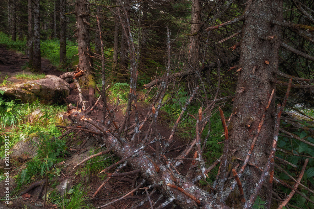 Obraz premium pristine, untouched forest in the highlands