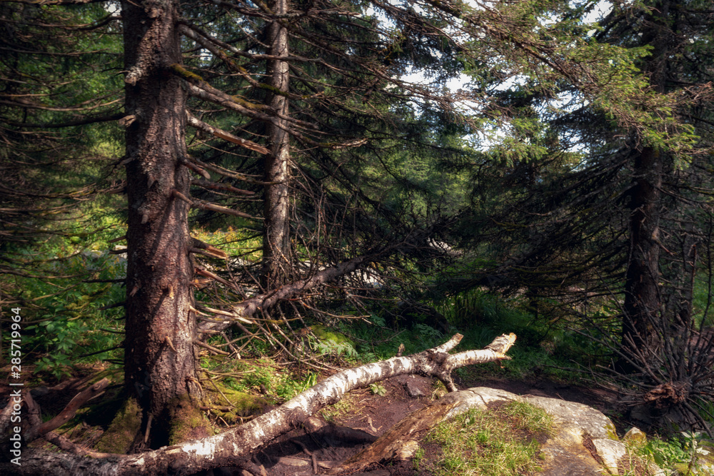 pristine, untouched forest in the highlands pristine, untouched forest in the highlands