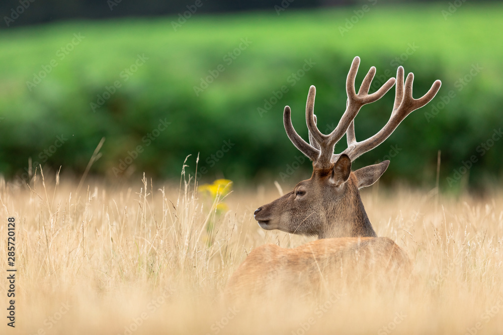 Red deer in richmond park