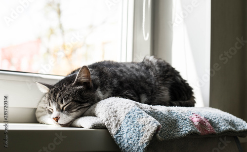 The cat sleeps on the windowsill