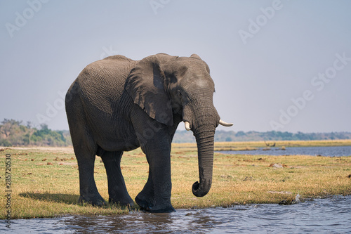 African elephant portrait in Chobe park safari, Zimbabwe, Africa © Rastislav