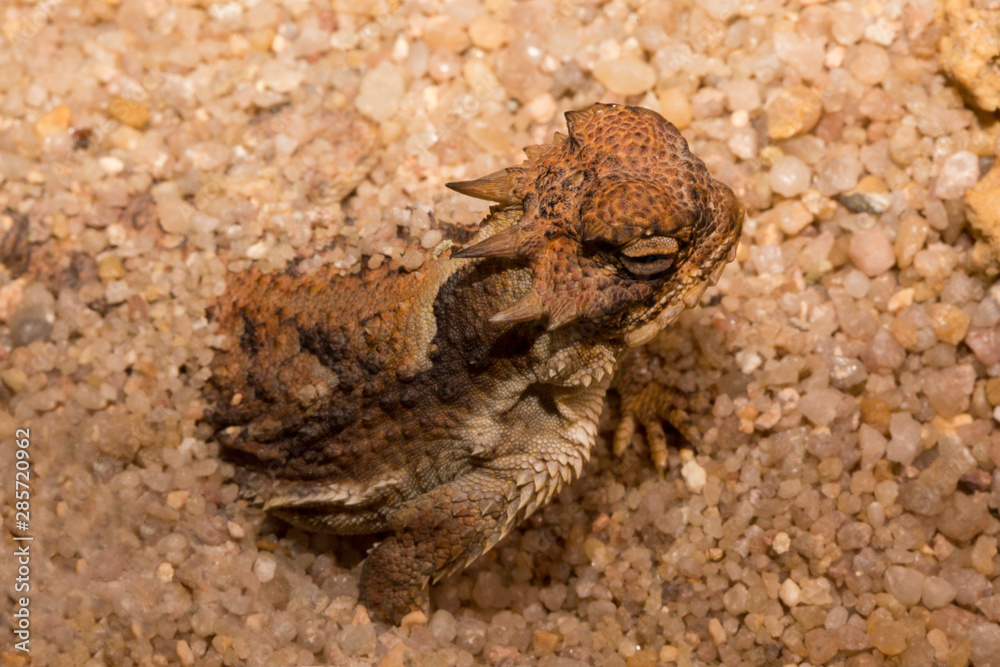 Desert Horned Lizard (Phrynosoma platyrhinos).