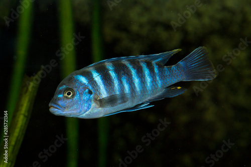 Zebra mbuna (Maylandia zebra). photo