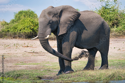 African elephant portrait in Chobe park safari  Zimbabwe  Africa