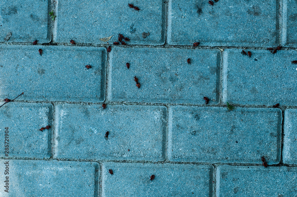 Ants on the sidewalk